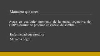 Momento que ataca
Ataca en cualquier momento de la etapa vegetativa del
cultivo cuando se produce un exceso de sombra.
Enfermedad que produce
Mazorca negra
 
