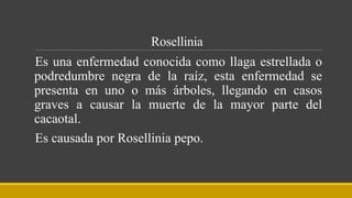 Rosellinia
Es una enfermedad conocida como llaga estrellada o
podredumbre negra de la raíz, esta enfermedad se
presenta en uno o más árboles, llegando en casos
graves a causar la muerte de la mayor parte del
cacaotal.
Es causada por Rosellinia pepo.
 