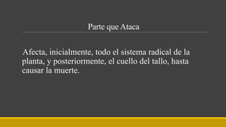 Parte que Ataca
Afecta, inicialmente, todo el sistema radical de la
planta, y posteriormente, el cuello del tallo, hasta
causar la muerte.
 