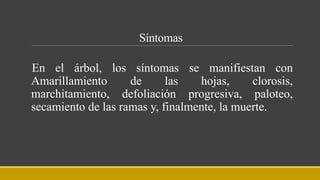 Síntomas
En el árbol, los síntomas se manifiestan con
Amarillamiento de las hojas, clorosis,
marchitamiento, defoliación progresiva, paloteo,
secamiento de las ramas y, finalmente, la muerte.
 