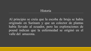 Historia
Al principio se creía que la escoba de bruja se había
originado en Surinam y que un colector de plantas
había llevado al ecuador, pero las exploraciones de
pound indican que la enfermedad se originó en el
valle del amazona.
 