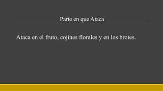 Parte en que Ataca
Ataca en el fruto, cojines florales y en los brotes.
 