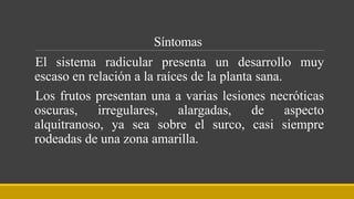 Síntomas
El sistema radicular presenta un desarrollo muy
escaso en relación a la raíces de la planta sana.
Los frutos presentan una a varias lesiones necróticas
oscuras, irregulares, alargadas, de aspecto
alquitranoso, ya sea sobre el surco, casi siempre
rodeadas de una zona amarilla.
 