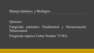 Manejo Químico y Biológico
Químico
Fungicida sistémico Triadimenol y Hexaconazole
Tebucozanol.
Fungicida cúprico Cobre Nordox 75 WG.
 