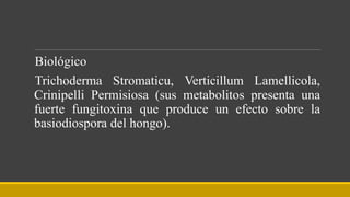 Biológico
Trichoderma Stromaticu, Verticillum Lamellicola,
Crinipelli Permisiosa (sus metabolitos presenta una
fuerte fungitoxina que produce un efecto sobre la
basiodiospora del hongo).
 