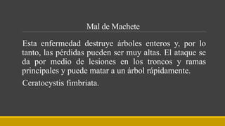 Mal de Machete
Esta enfermedad destruye árboles enteros y, por lo
tanto, las pérdidas pueden ser muy altas. El ataque se
da por medio de lesiones en los troncos y ramas
principales y puede matar a un árbol rápidamente.
Ceratocystis fimbriata.
 