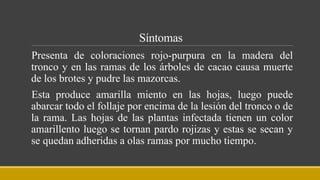 Síntomas
Presenta de coloraciones rojo-purpura en la madera del
tronco y en las ramas de los árboles de cacao causa muerte
de los brotes y pudre las mazorcas.
Esta produce amarilla miento en las hojas, luego puede
abarcar todo el follaje por encima de la lesión del tronco o de
la rama. Las hojas de las plantas infectada tienen un color
amarillento luego se tornan pardo rojizas y estas se secan y
se quedan adheridas a olas ramas por mucho tiempo.
 