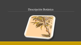 Descripción Botánica
 