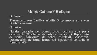 Manejo Químico Y Biológico
Biológico
Tratamiento con Bacillus subtilis Streptomyces sp y con
Bisabol cumarina.
Quimico
Heridas causadas por cortes, deben cubrirse con pasta
cicatrizante (Oxicloruro de cobre o metalaxil), Hipoclorito
de sodio, oxicloruro de cobre, metalaxil, Mancozeb.
Desinfección de herramientas con hipoclorito de sodio o
formol al 4%.
 