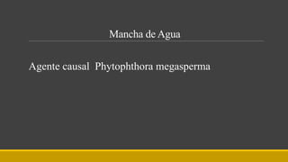 Mancha de Agua
Agente causal Phytophthora megasperma
 