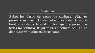 Síntomas
Sobre los frutos de cacao de cualquier edad se
presenta una mancha de color chocolate claro, de
bordes regulares bien definidos, que progresan en
todos los sentidos, llegando en un período de 10 a 12
días a cubrir totalmente la mazorca.
 