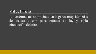 Mal de Hilacha
La enfermedad se produce en lugares muy húmedas
del cacaotal, con poca entrada de luz y mala
circulación del aire.
 