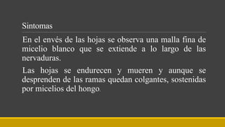 Sintomas
En el envés de las hojas se observa una malla fina de
micelio blanco que se extiende a lo largo de las
nervaduras.
Las hojas se endurecen y mueren y aunque se
desprenden de las ramas quedan colgantes, sostenidas
por micelios del hongo.
 