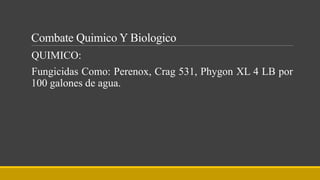 Combate Quimico Y Biologico
QUIMICO:
Fungicidas Como: Perenox, Crag 531, Phygon XL 4 LB por
100 galones de agua.
 