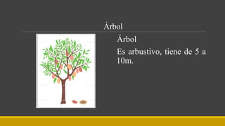 Árbol
Árbol
Es arbustivo, tiene de 5 a
10m.
 