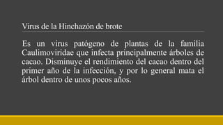 Virus de la Hinchazón de brote
Es un virus patógeno de plantas de la familia
Caulimoviridae que infecta principalmente árboles de
cacao. Disminuye el rendimiento del cacao dentro del
primer año de la infección, y por lo general mata el
árbol dentro de unos pocos años.
 