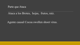 Parte que Ataca
Ataca a los Brotes, hojas, frutos, raíz.
Agente causal Cocoa swollen shoot virus.
 