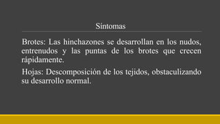 Síntomas
Brotes: Las hinchazones se desarrollan en los nudos,
entrenudos y las puntas de los brotes que crecen
rápidamente.
Hojas: Descomposición de los tejidos, obstaculizando
su desarrollo normal.
 