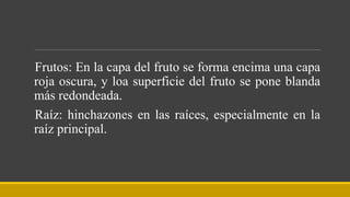 Frutos: En la capa del fruto se forma encima una capa
roja oscura, y loa superficie del fruto se pone blanda
más redondeada.
Raíz: hinchazones en las raíces, especialmente en la
raíz principal.
 