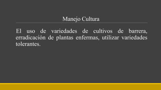 Manejo Cultura
El uso de variedades de cultivos de barrera,
erradicación de plantas enfermas, utilizar variedades
tolerantes.
 