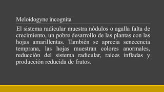 Meloidogyne incognita
El sistema radicular muestra nódulos o agalla falta de
crecimiento, un pobre desarrollo de las plantas con las
hojas amarillentas. También se aprecia senecencia
temprana, las hojas muestran colores anormales,
reducción del sistema radicular, raíces infladas y
producción reducida de frutos.
 