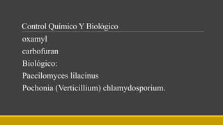 Control Químico Y Biológico
oxamyl
carbofuran
Biológico:
Paecilomyces lilacinus
Pochonia (Verticillium) chlamydosporium.
 