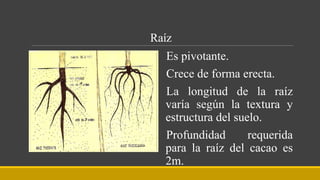 Raíz
Es pivotante.
Crece de forma erecta.
La longitud de la raíz
varía según la textura y
estructura del suelo.
Profundidad requerida
para la raíz del cacao es
2m.
 