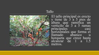 Tallo
El tallo principal es erecto
y tiene de 3 a 5 pies de
altura que ramifica un
verticilo de 3 a 5 ramas
principales casi
horizontales que forma el
llamado abanico u
horqueta que crece hasta
alcanzar de 1 a 1.5
metros.
 