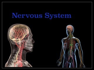 Nervous System
BY: CHELSEA BUSTOZ
 