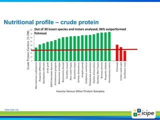 www.icipe.org
Nutritional profile – crude protein
0
10
20
30
40
50
60
70
80
Macrotermessubhylanus
Ruspoliadifferens
Spodop...