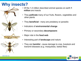 www.icipe.org
Why insects?
• Of the 1.4 million described animal species on earth 1
million are insects
• They pollinate m...