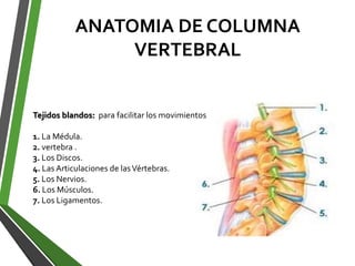 ANATOMIA DE COLUMNA
VERTEBRAL
Tejidos blandos: para facilitar los movimientos
1. La Médula.
2. vertebra .
3. Los Discos.
4. Las Articulaciones de lasVértebras.
5. Los Nervios.
6. Los Músculos.
7. Los Ligamentos.
 
