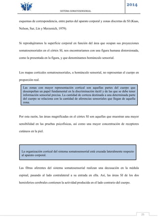 SISTEMA SOMATOSENSORIAL
2014
25
esquemas de correspondencia, entre partes del aparato corporal y zonas discretas de SI (Kaas,
Nelson, Sur, Lin y Merzenich, 1979).
Si reprodujéramos la superficie corporal en función del área que ocupan sus proyecciones
somatosensoriales en el córtex SI, nos encontraríamos con una figura humana distorsionada,
como la presentada en la figura, y que denominamos homúnculo sensorial.
Los mapas corticales somatosensoriales, u homúnculo sensorial, no representan el cuerpo en
proporción real.
Por esta razón, las áreas magnificadas en el córtex SI son aquellas que muestran una mayor
sensibilidad en las pruebas psicofísicas, así como una mayor concentración de receptores
cutáneos en la piel.
Las fibras aferentes del sistema somatosensorial realizan una decusación en la médula
espinal, pasando al lado contralateral a su entrada en ella. Así, las áreas SI de los dos
hemisferios cerebrales contienen la actividad producida en el lado contrario del cuerpo.
Las zonas con mayor representación cortical son aquellas partes del cuerpo que
desempeñan un papel fundamental en la discriminación táctil y de las que se debe tener
información sensorial precisa. La cantidad de corteza destinada a una determinada parte
del cuerpo se relaciona con la cantidad de aferencias sensoriales que llegan de aquella
zona.
La organización cortical del sistema somatosensorial está cruzada lateralmente respecto
al aparato corporal.
 