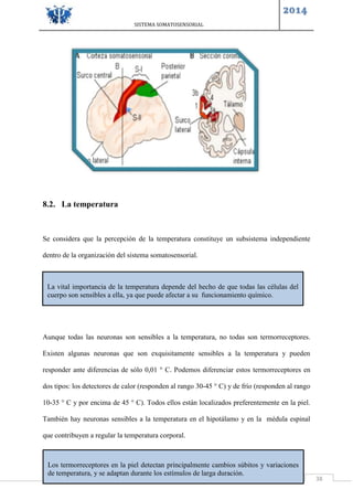 SISTEMA SOMATOSENSORIAL
2014
38
8.2. La temperatura
Se considera que la percepción de la temperatura constituye un subsistema independiente
dentro de la organización del sistema somatosensorial.
Aunque todas las neuronas son sensibles a la temperatura, no todas son termorreceptores.
Existen algunas neuronas que son exquisitamente sensibles a la temperatura y pueden
responder ante diferencias de sólo 0,01 ° C. Podemos diferenciar estos termorreceptores en
dos tipos: los detectores de calor (responden al rango 30-45 ° C) y de frío (responden al rango
10-35 ° C y por encima de 45 ° C). Todos ellos están localizados preferentemente en la piel.
También hay neuronas sensibles a la temperatura en el hipotálamo y en la médula espinal
que contribuyen a regular la temperatura corporal.
La vital importancia de la temperatura depende del hecho de que todas las células del
cuerpo son sensibles a ella, ya que puede afectar a su funcionamiento químico.
Los termorreceptores en la piel detectan principalmente cambios súbitos y variaciones
de temperatura, y se adaptan durante los estímulos de larga duración.
 