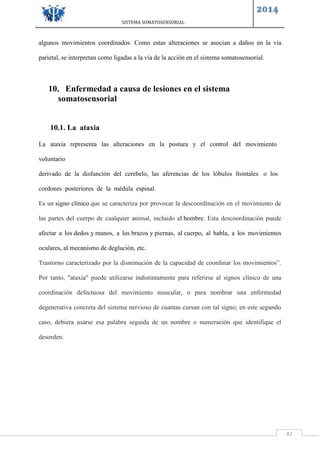 SISTEMA SOMATOSENSORIAL
2014
42
algunos movimientos coordinados. Como estas alteraciones se asocian a daños en la vía
parietal, se interpretan como ligadas a la vía de la acción en el sistema somatosensorial.
10. Enfermedad a causa de lesiones en el sistema
somatosensorial
10.1. La ataxia
La ataxia representa las alteraciones en la postura y el control del movimiento
voluntario
derivado de la disfunción del cerebelo, las aferencias de los lóbulos frontales o los
cordones posteriores de la médula espinal.
Es un signo clínico que se caracteriza por provocar la descoordinación en el movimiento de
las partes del cuerpo de cualquier animal, incluido el hombre. Esta descoordinación puede
afectar a los dedos y manos, a los brazos y piernas, al cuerpo, al habla, a los movimientos
oculares, al mecanismo de deglución, etc.
Trastorno caracterizado por la disminución de la capacidad de coordinar los movimientos”.
Por tanto, "ataxia" puede utilizarse indistintamente para referirse al signos clínico de una
coordinación defectuosa del movimiento muscular, o para nombrar una enfermedad
degenerativa concreta del sistema nervioso de cuantas cursan con tal signo; en este segundo
caso, debiera usarse esa palabra seguida de un nombre o numeración que identifique el
desorden.
 