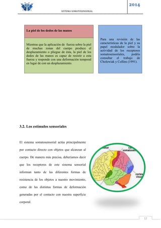 SISTEMA SOMATOSENSORIAL
2014
12
3.2. Los estímulos sensoriales
El sistema somatosensorial actúa principalmente
por contacto directo con objetos que alcanzan al
cuerpo. De manera más precisa, deberíamos decir
que los receptores de este sistema sensorial
informan tanto de las diferentes formas de
resistencia de los objetos a nuestro movimiento,
como de las distintas formas de deformación
generadas por el contacto con nuestra superficie
corporal.
Para una revisión de las
características de la piel y su
papel modulador sobre la
actividad de los receptores
somatosensoriales, podéis
consultar el trabajo de
Cholewiak y Collins (1991).
La piel de los dedos de las manos
Mientras que la aplicación de fuerza sobre la piel
de muchas zonas del cuerpo produce el
desplazamiento o pliegue de ésta, la piel de los
dedos de las manos es capaz de resistir a esta
fuerza y responde con una deformación temporal
en lugar de con un desplazamiento.
 