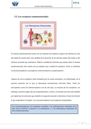 SISTEMA SOMATOSENSORIAL
2014
14
3.3. Los receptores somatosensoriales
El sistema somatosensorial cuenta con un conjunto de receptores capaces de informar no sólo
del estado de nuestra piel, sino también de la posición de las distintas partes del cuerpo y del
esfuerzo muscular que realizamos. Dada la variedad de estímulos que actúan sobre el sistema
somatosensorial, éste cuenta con un conjunto muy variado de receptores. Éstos se clasifican
en mecanorreceptores, nociceptores, termorreceptores y propioceptores.
Algunos de estos receptores están formados por las ramas terminales, no mielinizadas, de la
neurona sensorial, por lo que se denominan terminaciones nerviosas libres. Tanto los
nociceptores como los termorreceptores son de este tipo. La mayoría de los receptores, sin
embargo, muestran algún tipo de encapsulamiento, es decir, el terminal nervioso está rodeado
por algún tipo de estructura que modula la respuesta neuronal y determina el tipo de estímulo
al que responderá el receptor. Los mecanorreceptores son receptores encapsulados.
Los mecanorreceptores son receptores sensibles a las deformaciones mecánicas de la
piel como la flexión, la presión o el estiramiento, y a las dimensiones temporales de
estas transformaciones.
 