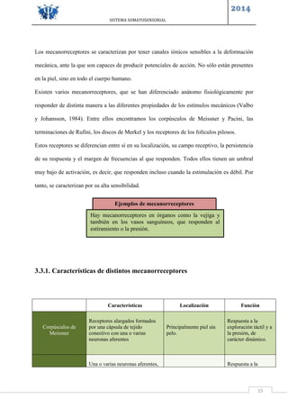 SISTEMA SOMATOSENSORIAL
2014
15
Los mecanorreceptores se caracterizan por tener canales iónicos sensibles a la deformación
mecánica, ante la que son capaces de producir potenciales de acción. No sólo están presentes
en la piel, sino en todo el cuerpo humano.
Existen varios mecanorreceptores, que se han diferenciado anàtomo fisiológicamente por
responder de distinta manera a las diferentes propiedades de los estímulos mecánicos (Valbo
y Johansson, 1984). Entre ellos encontramos los corpúsculos de Meissner y Pacini, las
terminaciones de Rufini, los discos de Merkel y los receptores de los folículos pilosos.
Estos receptores se diferencian entre sí en su localización, su campo receptivo, la persistencia
de su respuesta y el margen de frecuencias al que responden. Todos ellos tienen un umbral
muy bajo de activación, es decir, que responden incluso cuando la estimulación es débil. Por
tanto, se caracterizan por su alta sensibilidad.
3.3.1. Características de distintos mecanorreceptores
Tipo de
mecanorreceptores
Características Localización Función
Corpúsculos de
Meissner
Receptores alargados formados
por una cápsula de tejido
conectivo con una o varias
neuronas aferentes
Principalmente piel sin
pelo.
Respuesta a la
exploración táctil y a
la presión, de
carácter dinámico.
Una o varias neuronas aferentes, Respuesta a la
Ejemplos de mecanorreceptores
Hay mecanorreceptores en órganos como la vejiga y
también en los vasos sanguíneos, que responden al
estiramiento o la presión.
 