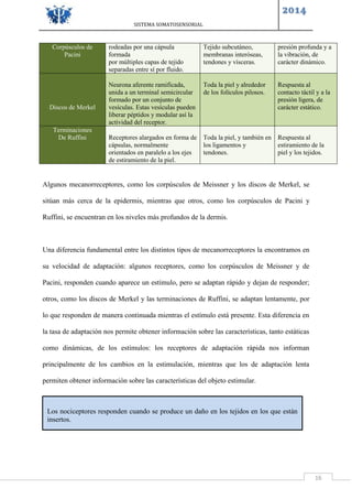 SISTEMA SOMATOSENSORIAL
2014
16
Algunos mecanorreceptores, como los corpúsculos de Meissner y los discos de Merkel, se
sitúan más cerca de la epidermis, mientras que otros, como los corpúsculos de Pacini y
Ruffini, se encuentran en los niveles más profundos de la dermis.
Una diferencia fundamental entre los distintos tipos de mecanorreceptores la encontramos en
su velocidad de adaptación: algunos receptores, como los corpúsculos de Meissner y de
Pacini, responden cuando aparece un estímulo, pero se adaptan rápido y dejan de responder;
otros, como los discos de Merkel y las terminaciones de Ruffini, se adaptan lentamente, por
lo que responden de manera continuada mientras el estímulo está presente. Esta diferencia en
la tasa de adaptación nos permite obtener información sobre las características, tanto estáticas
como dinámicas, de los estímulos: los receptores de adaptación rápida nos informan
principalmente de los cambios en la estimulación, mientras que los de adaptación lenta
permiten obtener información sobre las características del objeto estimular.
Corpúsculos de
Pacini
rodeadas por una cápsula
formada
por múltiples capas de tejido
separadas entre sí por fluido.
Tejido subcutáneo,
membranas interóseas,
tendones y vísceras.
presión profunda y a
la vibración, de
carácter dinámico.
Discos de Merkel
Neurona aferente ramificada,
unida a un terminal semicircular
formado por un conjunto de
vesículas. Estas vesículas pueden
liberar péptidos y modular así la
actividad del receptor.
Toda la piel y alrededor
de los folículos pilosos.
Respuesta al
contacto táctil y a la
presión ligera, de
carácter estático.
Terminaciones
De Ruffini Receptores alargados en forma de
cápsulas, normalmente
orientados en paralelo a los ejes
de estiramiento de la piel.
Toda la piel, y también en
los ligamentos y
tendones.
Respuesta al
estiramiento de la
piel y los tejidos.
Los nociceptores responden cuando se produce un daño en los tejidos en los que están
insertos.
 