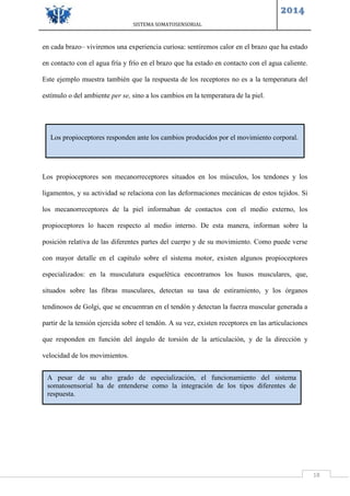 SISTEMA SOMATOSENSORIAL
2014
18
en cada brazo– viviremos una experiencia curiosa: sentiremos calor en el brazo que ha estado
en contacto con el agua fría y frío en el brazo que ha estado en contacto con el agua caliente.
Este ejemplo muestra también que la respuesta de los receptores no es a la temperatura del
estímulo o del ambiente per se, sino a los cambios en la temperatura de la piel.
Los propioceptores son mecanorreceptores situados en los músculos, los tendones y los
ligamentos, y su actividad se relaciona con las deformaciones mecánicas de estos tejidos. Si
los mecanorreceptores de la piel informaban de contactos con el medio externo, los
propioceptores lo hacen respecto al medio interno. De esta manera, informan sobre la
posición relativa de las diferentes partes del cuerpo y de su movimiento. Como puede verse
con mayor detalle en el capítulo sobre el sistema motor, existen algunos propioceptores
especializados: en la musculatura esquelética encontramos los husos musculares, que,
situados sobre las fibras musculares, detectan su tasa de estiramiento, y los órganos
tendinosos de Golgi, que se encuentran en el tendón y detectan la fuerza muscular generada a
partir de la tensión ejercida sobre el tendón. A su vez, existen receptores en las articulaciones
que responden en función del ángulo de torsión de la articulación, y de la dirección y
velocidad de los movimientos.
Los propioceptores responden ante los cambios producidos por el movimiento corporal.
A pesar de su alto grado de especialización, el funcionamiento del sistema
somatosensorial ha de entenderse como la integración de los tipos diferentes de
respuesta.
 