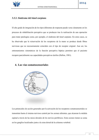 SISTEMA SOMATOSENSORIAL
2014
19
3.3.3. Síndrome del túnel carpiano
El alto grado de integración de los tipos diferentes de respuesta puede verse claramente en los
procesos de rehabilitación perceptiva que se producen tras la realización de una operación
para tratar patologías como, por ejemplo, el síndrome del túnel carpiano. En estos casos, se
ha observado que la reinervación de los receptores de la mano se produce desde fibras
nerviosas que no necesariamente coinciden con el tipo de receptor original. Aun así, los
entrenamientos sistemáticos de la función perceptiva háptica permiten que el paciente
recupere parcialmente sus capacidades perceptivas táctiles (Dellon, 1981).
4. Las vías somatosensoriales
Los potenciales de acción generados por la activación de los receptores somatosensoriales se
transmiten hasta el sistema nervioso central por los axones aferentes, que alcanzan la médula
espinal a través de las raíces dorsales de los nervios periféricos. Estos axones tienen su soma
en los ganglios localizados junto a la zona dorsal de la columna vertebral.
 