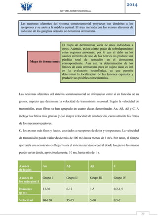 SISTEMA SOMATOSENSORIAL
2014
20
Las neuronas aferentes del sistema somatosensorial se diferencian entre sí en función de su
grosor, aspecto que determina la velocidad de transmisión neuronal. Según la velocidad de
transmisión, estas fibras se han agrupado en cuatro clases denominadas Aα, Aβ, Aδ y C. A
incluye las fibras más gruesas y con mayor velocidad de conducción, esencialmente las fibras
de los mecanorreceptores.
C, los axones más finos y lentos, asociados a receptores de dolor y temperatura. La velocidad
de transmisión puede variar desde más de 100 m/s hasta menos de 1 m/s. Por tanto, el tiempo
que tarda una sensación en llegar hasta el sistema nervioso central desde los pies o las manos
puede variar desde, aproximadamente, 10 ms, hasta más de 1 s.
Axones
de la piel
Aα Aβ Aβ C
Axones de
los músculos11
Grupo I Grupo II Grupo III Grupo IV
Diámetro
(μ m)
13-30 6-12 1-5 0,2-1,5
Velocidad 80-120 35-75 5-30 0,5-2
Las neuronas aferentes del sistema somatosensorial proyectan sus dendritas a los
receptores y su axón a la médula espinal. El área inervada por los axones aferentes de
cada uno de los ganglios dorsales se denomina dermatoma.
Mapa de dermatomas
El mapa de dermatomas varía de unos individuos a
otros. Además, existe cierto grado de sobrelapamiento
entre regiones próximas, por lo que el daño en los
axones aferentes de uno de los nervios no produce una
pérdida total de sensación en el dermatoma
correspondiente. Aun así, la determinación de los
límites de cada dermatoma para un sujeto dado es útil
en la evaluación neurológica, ya que permite
determinar la localización de las lesiones espinales y
predecir sus posibles consecuencias.
 