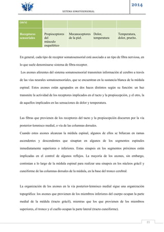 SISTEMA SOMATOSENSORIAL
2014
21
En general, cada tipo de receptor somatosensorial está asociado a un tipo de fibra nerviosa, en
lo que suele denominarse sistema de fibra-receptor.
Los axones aferentes del sistema somatosensorial transmiten información al cerebro a través
de las vías neurales somatosensoriales, que se encuentran en la sustancia blanca de la médula
espinal. Estos axones están agrupados en dos haces distintos según su función: un haz
transmite la actividad de los receptores implicados en el tacto y la propiocepción, y el otro, la
de aquellos implicados en las sensaciones de dolor y temperatura.
Las fibras que provienen de los receptores del tacto y la propiocepción discurren por la vía
posterior-lemnisco medial, o vía de las columnas dorsales.
Cuando estos axones alcanzan la médula espinal, algunos de ellos se bifurcan en ramas
ascendentes y descendentes que sinaptan en algunos de los segmentos espinales
inmediatamente superiores o inferiores. Estas sinapsis en los segmentos próximos están
implicadas en el control de algunos reflejos. La mayoría de los axones, sin embargo,
continúan a lo largo de la médula espinal para realizar una sinapsis en los núcleos grácil y
cuneiforme de las columnas dorsales de la médula, en la base del tronco cerebral.
La organización de los axones en la vía posterior-lemnisco medial sigue una organización
topográfica: los axones que provienen de los miembros inferiores del cuerpo ocupan la parte
medial de la médula (tracto grácil), mientras que los que provienen de los miembros
superiores, el tronco y el cuello ocupan la parte lateral (tracto cuneiforme).
(m/s)
Receptores
sensoriales
Propioceptores
del
músculo
esquelético
Mecanoceptores
de la piel.
Dolor,
temperatura
Temperatura,
dolor, prurito.
 