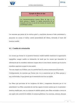 SISTEMA SOMATOSENSORIAL
2014
22
Las neuronas que parten de los núcleos grácil y cuneiforme decusan al lado contralateral y
proyectan sus axones al núcleo ventral posterolateral del tálamo, formando el tracto del
lemnisco medial.
4.1. Cambio de orientación
Los axones que forman la vía posterior-lemnisco medial también mantienen la organización
topográfica, aunque cambia su orientación, de modo que los axones que transmiten la
información de los miembros inferiores ocupan ahora la zona lateral, mientras que los de los
miembros superiores ocupan la zona medial.
Tras una sinapsis en el tálamo, esta vía continúa hasta la corteza somatosensorial primaria.
Citológicamente, las neuronas que forman esta vía se caracterizan por ser fibras gruesas y
muy mielinizadas, lo que permite que la transmisión nerviosa sea rápida.
Las fibras que provienen de los receptores de dolor y temperatura discurren por la vía
anterolateral. Las fibras sensoriales de este haz siguen el mismo camino que la vía posterior-
lemnisco medial pero, una vez alcanzan la médula espinal, estas fibras ascienden a través de
una región más central de la médula, la sustancia gelatinosa. Las neuronas, entonces, decusan
Ejemplo de fibras de tipo
A
Los mecanorreceptores poseen fibras de tipo A, es
decir, gruesas y rápidas. La rápida transmisión de su
respuesta nerviosa es una de las razones de nuestra alta
sensibilidad cutánea
 