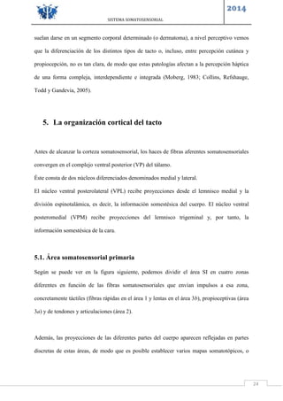 SISTEMA SOMATOSENSORIAL
2014
24
suelan darse en un segmento corporal determinado (o dermatoma), a nivel perceptivo vemos
que la diferenciación de los distintos tipos de tacto o, incluso, entre percepción cutánea y
propiocepción, no es tan clara, de modo que estas patologías afectan a la percepción háptica
de una forma compleja, interdependiente e integrada (Moberg, 1983; Collins, Refshauge,
Todd y Gandevia, 2005).
5. La organización cortical del tacto
Antes de alcanzar la corteza somatosensorial, los haces de fibras aferentes somatosensoriales
convergen en el complejo ventral posterior (VP) del tálamo.
Éste consta de dos núcleos diferenciados denominados medial y lateral.
El núcleo ventral posterolateral (VPL) recibe proyecciones desde el lemnisco medial y la
división espinotalámica, es decir, la información somestésica del cuerpo. El núcleo ventral
posteromedial (VPM) recibe proyecciones del lemnisco trigeminal y, por tanto, la
información somestésica de la cara.
5.1. Área somatosensorial primaria
Según se puede ver en la figura siguiente, podemos dividir el área SI en cuatro zonas
diferentes en función de las fibras somatosensoriales que envían impulsos a esa zona,
concretamente táctiles (fibras rápidas en el área 1 y lentas en el área 3b), propioceptivas (área
3a) y de tendones y articulaciones (área 2).
Además, las proyecciones de las diferentes partes del cuerpo aparecen reflejadas en partes
discretas de estas áreas, de modo que es posible establecer varios mapas somatotópicos, o
 