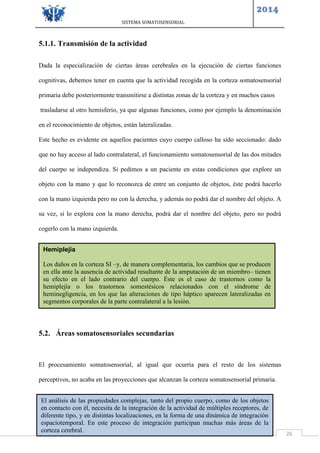SISTEMA SOMATOSENSORIAL
2014
26
5.1.1. Transmisión de la actividad
Dada la especialización de ciertas áreas cerebrales en la ejecución de ciertas funciones
cognitivas, debemos tener en cuenta que la actividad recogida en la corteza somatosensorial
primaria debe posteriormente transmitirse a distintas zonas de la corteza y en muchos casos
trasladarse al otro hemisferio, ya que algunas funciones, como por ejemplo la denominación
en el reconocimiento de objetos, están lateralizadas.
Este hecho es evidente en aquellos pacientes cuyo cuerpo calloso ha sido seccionado: dado
que no hay acceso al lado contralateral, el funcionamiento somatosensorial de las dos mitades
del cuerpo se independiza. Si pedimos a un paciente en estas condiciones que explore un
objeto con la mano y que lo reconozca de entre un conjunto de objetos, éste podrá hacerlo
con la mano izquierda pero no con la derecha, y además no podrá dar el nombre del objeto. A
su vez, si lo explora con la mano derecha, podrá dar el nombre del objeto, pero no podrá
cogerlo con la mano izquierda.
5.2. Áreas somatosensoriales secundarias
El procesamiento somatosensorial, al igual que ocurría para el resto de los sistemas
perceptivos, no acaba en las proyecciones que alcanzan la corteza somatosensorial primaria.
Hemiplejía
Los daños en la corteza SI –y, de manera complementaria, los cambios que se producen
en ella ante la ausencia de actividad resultante de la amputación de un miembro– tienen
su efecto en el lado contrario del cuerpo. Éste es el caso de trastornos como la
hemiplejía o los trastornos somestésicos relacionados con el síndrome de
heminegligencia, en los que las alteraciones de tipo háptico aparecen lateralizadas en
segmentos corporales de la parte contralateral a la lesión.
El análisis de las propiedades complejas, tanto del propio cuerpo, como de los objetos
en contacto con él, necesita de la integración de la actividad de múltiples receptores, de
diferente tipo, y en distintas localizaciones, en la forma de una dinámica de integración
espaciotemporal. En este proceso de integración participan muchas más áreas de la
corteza cerebral.
 