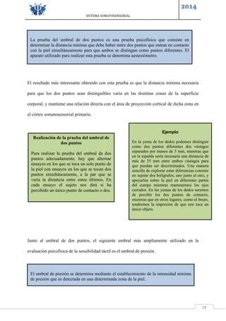SISTEMA SOMATOSENSORIAL
2014
28
El resultado más interesante obtenido con esta prueba es que la distancia mínima necesaria
para que los dos puntos sean distinguibles varía en las distintas zonas de la superficie
corporal, y mantiene una relación directa con el área de proyección cortical de dicha zona en
el córtex somatosensorial primario.
Junto al umbral de dos puntos, el siguiente umbral más ampliamente utilizado en la
evaluación psicofísica de la sensibilidad táctil es el umbral de presión.
La prueba del umbral de dos puntos es una prueba psicofísica que consiste en
determinar la distancia mínima que debe haber entre dos puntos que entran en contacto
con la piel simultáneamente para que ambos se distingan como puntos diferentes. El
aparato utilizado para realizar esta prueba se denomina aestesiómetro.
Realización de la prueba del umbral de
dos puntos
Para realizar la prueba del umbral de dos
puntos adecuadamente, hay que alternar
ensayos en los que se toca un solo punto de
la piel con ensayos en los que se tocan dos
puntos simultáneamente, a la par que se
varía la distancia entre estos últimos. En
cada ensayo el sujeto nos dirá si ha
percibido un único punto de contacto o dos.
Ejemplo
En la yema de los dedos podemos distinguir
como dos puntos diferentes dos vástagos
separados por menos de 5 mm, mientras que
en la espalda sería necesaria una distancia de
más de 35 mm entre ambos vástagos para
que puedan ser discriminados. Una manera
sencilla de explorar estas diferencias consiste
en sujetar dos bolígrafos, uno junto al otro, y
apoyarlos sobre la piel en diferentes partes
del cuerpo mientras mantenemos los ojos
cerrados. En las yemas de los dedos seremos
de percibir los dos puntos de contacto,
mientras que en otros lugares, como el brazo,
tendremos la impresión de que nos toca un
único objeto.
El umbral de presión se determina mediante el establecimiento de la intensidad mínima
de presión que es detectada en una determinada zona de la piel.
 