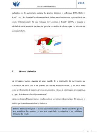 SISTEMA SOMATOSENSORIAL
2014
31
realizados por los perceptores durante las pruebas (Loomis y Lederman, 1986; Heller y
Schiff, 1991). La descripción más extendida de dichos procedimientos de exploración de los
objetos tridimensionales ha sido realizada por Lederman y Klatzky (1987), y muestra la
utilidad de cada patrón de exploración para la extracción de ciertos tipos de información
acerca del objeto.
7.1. El tacto dinámico
La percepción háptica depende en gran medida de la realización de movimientos de
exploración, es decir, que es un proceso de carácter perceptivo-motor. ¿Cuál es el modo
como la información de nuestros propios movimientos, esto es, la información propioceptiva,
es capaz de informar sobre objetos externos?
La respuesta actual la encontramos en el estudio de las formas más complejas del tacto, en el
ámbito que denominamos del tacto dinámico.
El tacto dinámico trabaja en el análisis de nuestros modos de estimar cualidades que no
son accesibles directamente, ya que son propiedades relacionales y no cualidades
primarias del objeto.
 