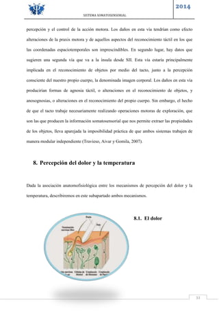 SISTEMA SOMATOSENSORIAL
2014
33
percepción y el control de la acción motora. Los daños en esta vía tendrían como efecto
alteraciones de la praxis motora y de aquellos aspectos del reconocimiento táctil en los que
las coordenadas espaciotemporales son imprescindibles. En segundo lugar, hay datos que
sugieren una segunda vía que va a la ínsula desde SII. Esta vía estaría principalmente
implicada en el reconocimiento de objetos por medio del tacto, junto a la percepción
consciente del nuestro propio cuerpo, la denominada imagen corporal. Los daños en esta vía
producirían formas de agnosia táctil, o alteraciones en el reconocimiento de objetos, y
anosognosias, o alteraciones en el reconocimiento del propio cuerpo. Sin embargo, el hecho
de que el tacto trabaje necesariamente realizando operaciones motoras de exploración, que
son las que producen la información somatosensorial que nos permite extraer las propiedades
de los objetos, lleva aparejada la imposibilidad práctica de que ambos sistemas trabajen de
manera modular independiente (Travieso, Aivar y Gomila, 2007).
8. Percepción del dolor y la temperatura
Dada la asociación anatomofisiológica entre los mecanismos de percepción del dolor y la
temperatura, describiremos en este subapartado ambos mecanismos.
8.1. El dolor
 