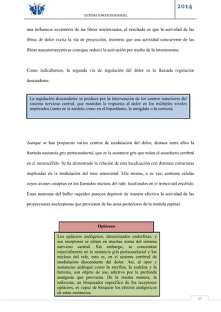 SISTEMA SOMATOSENSORIAL
2014
37
una influencia excitatoria de las fibras mielinizadas, el resultado es que la actividad de las
fibras de dolor excita la vía de proyección, mientras que una actividad concurrente de las
fibras mecanorreceptivas consigue reducir la activación por medio de la interneurona.
Como indicábamos, la segunda vía de regulación del dolor es la llamada regulación
descendente.
Aunque se han propuesto varios centros de modulación del dolor, destaca entre ellos la
llamada sustancia gris periacueductal, que es la sustancia gris que rodea el acueducto cerebral
en el mesencéfalo. Se ha demostrado la relación de esta localización con distintas estructuras
implicadas en la modulación del tono emocional. Ella misma, a su vez, contiene células
cuyos axones sinaptan en los llamados núcleos del rafe, localizados en el tronco del encéfalo.
Estas neuronas del bulbo raquídeo parecen deprimir de manera efectiva la actividad de las
proyecciones nociceptoras que provienen de las astas posteriores de la médula espinal.
La regulación descendente se produce por la intervención de los centros superiores del
sistema nervioso central, que modulan la respuesta al dolor en los múltiples niveles
implicados (tanto en la médula como en el hipotálamo, la amígdala o la corteza).
Los opiáceos endógenos, denominados endorfinas, y
sus receptores se sitúan en muchas zonas del sistema
nervioso central. Sin embargo, se concentran
especialmente en la sustancia gris periacueductal y los
núcleos del rafe, esto es, en el sistema cerebral de
modulación descendente del dolor. Así, el opio y
sustancias análogas como la morfina, la codeína y la
heroína, son objeto de uso adictivo por la profunda
analgesia que provocan. De la misma manera, la
naloxona, un bloqueador específico de los receptores
opiáceos, es capaz de bloquear los efectos analgésicos
de estas sustancias.
Opiáceos
 
